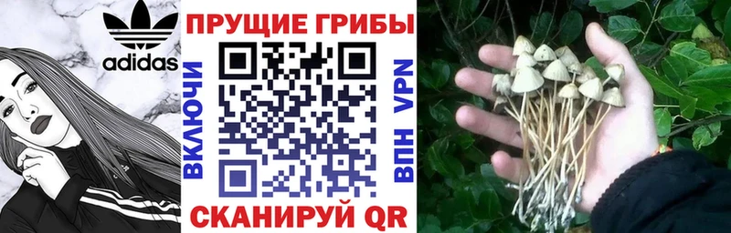 Галлюциногенные грибы прущие грибы  наркотики  Североморск 